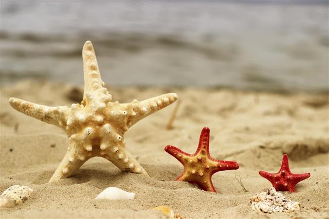 Three sea stars in yellow and red color