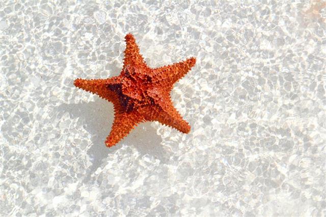 starfish orange in wavy shallow water
