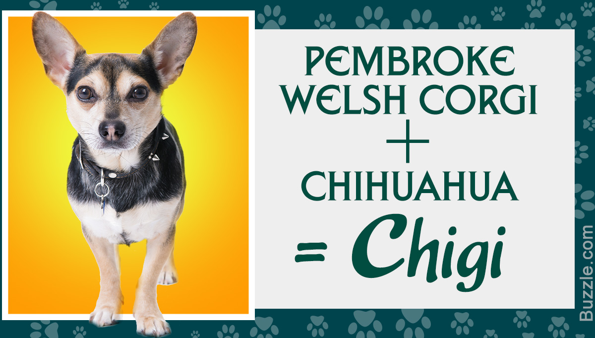 Chihuahua Mixed Breeds