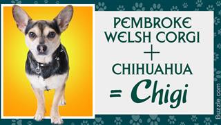 Important Things to Know Before Getting a Deer Head Chihuahua