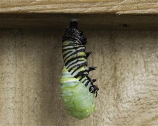 Caterpillar Becoming Chrysalis