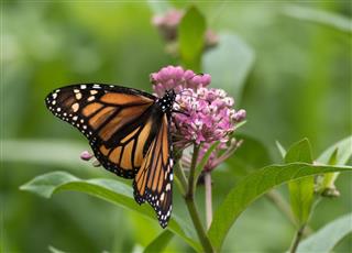 Beautiful Monarch butterfly perched on Milkweed flower