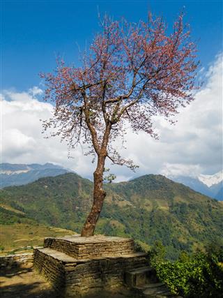 Single tree in Nepal