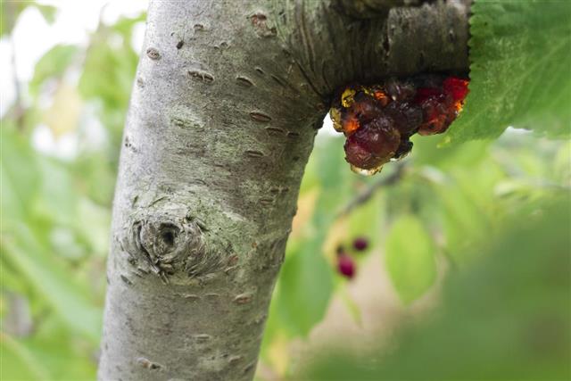 Disease of cherry tree closely.