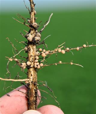 Close-up of Soybean Roots