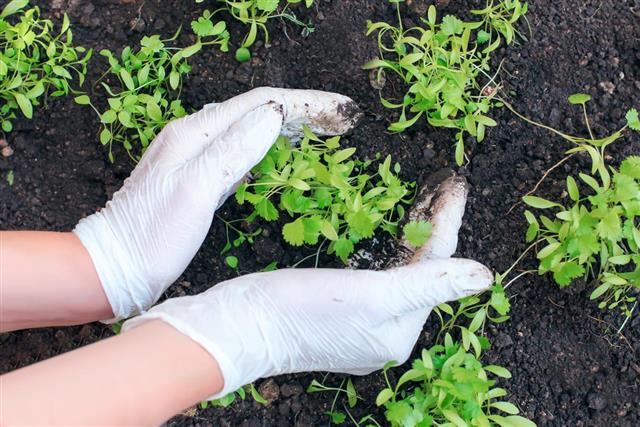 Female hands in gloves, newly planted seeds cilantro, fennel, parsley