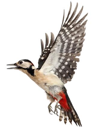 Flying Woodpecker