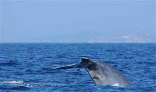Blue whale diving