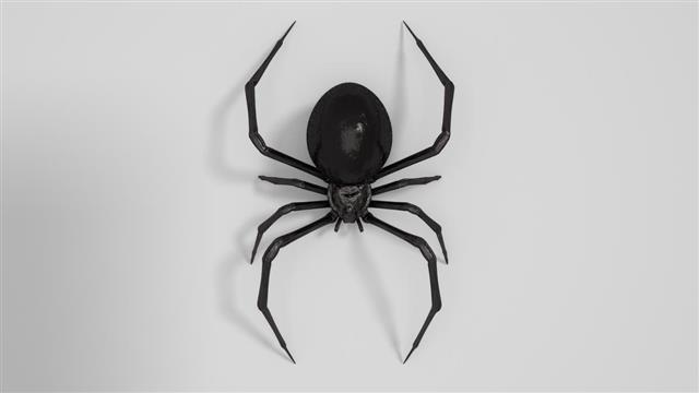 Dangerous Black widow spider