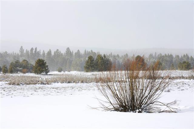 Snowy Field with Pine Forest Sunriver, Oregon
