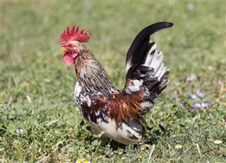 rooster serama in garden