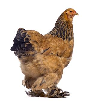 Brahma Chicken