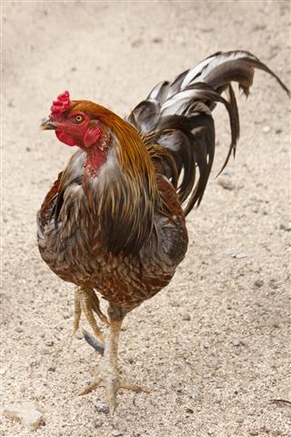 Red Cubalaya Rooster