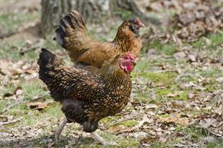 Golden Lace Wyandotte and Ameraucana Chickens