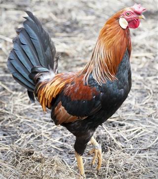 Red dorking rooster