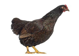 Barnevelder double-laced Hen