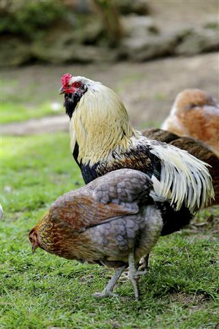 araucana chickens