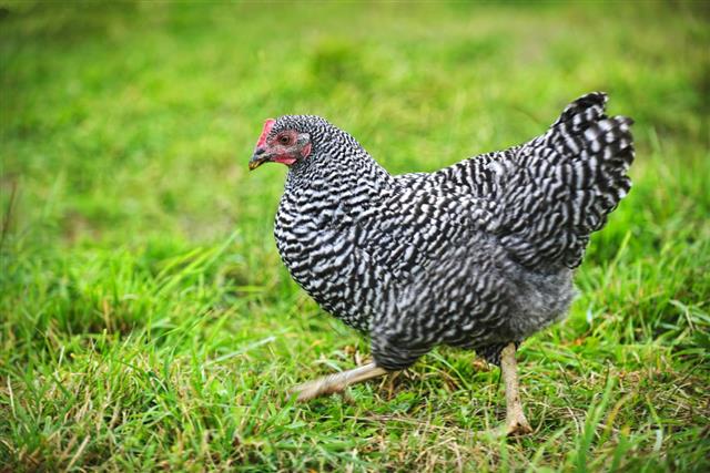 Barred plymouth rock chicken