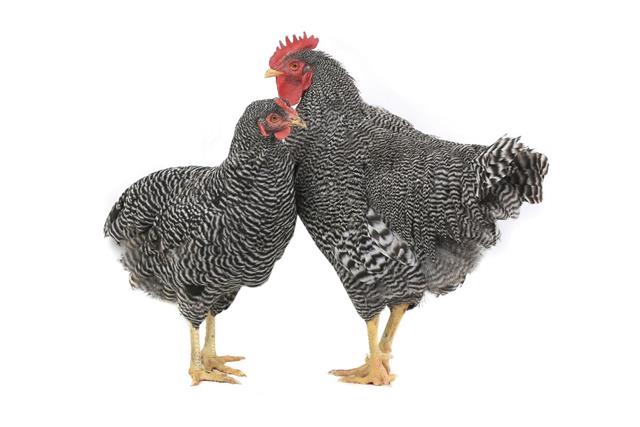 California gray chickens
