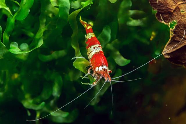 Crystal Red shrimp