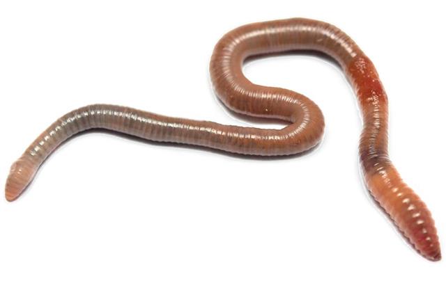 worm on white background