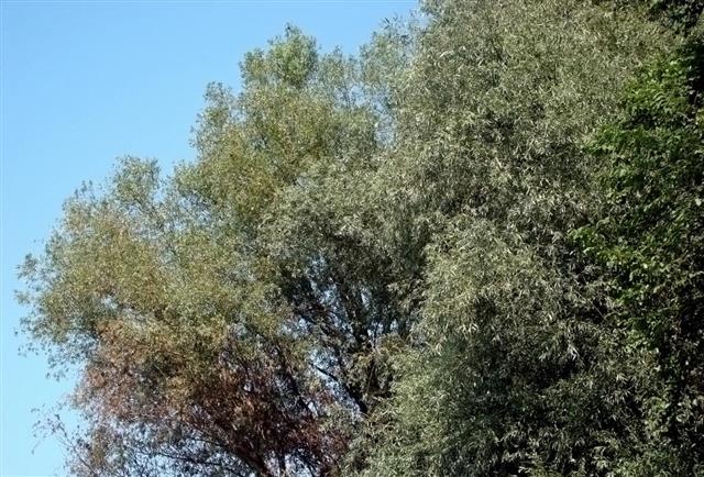 Willow Acacia Tree