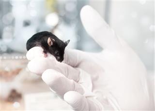 Black laboratory mouse