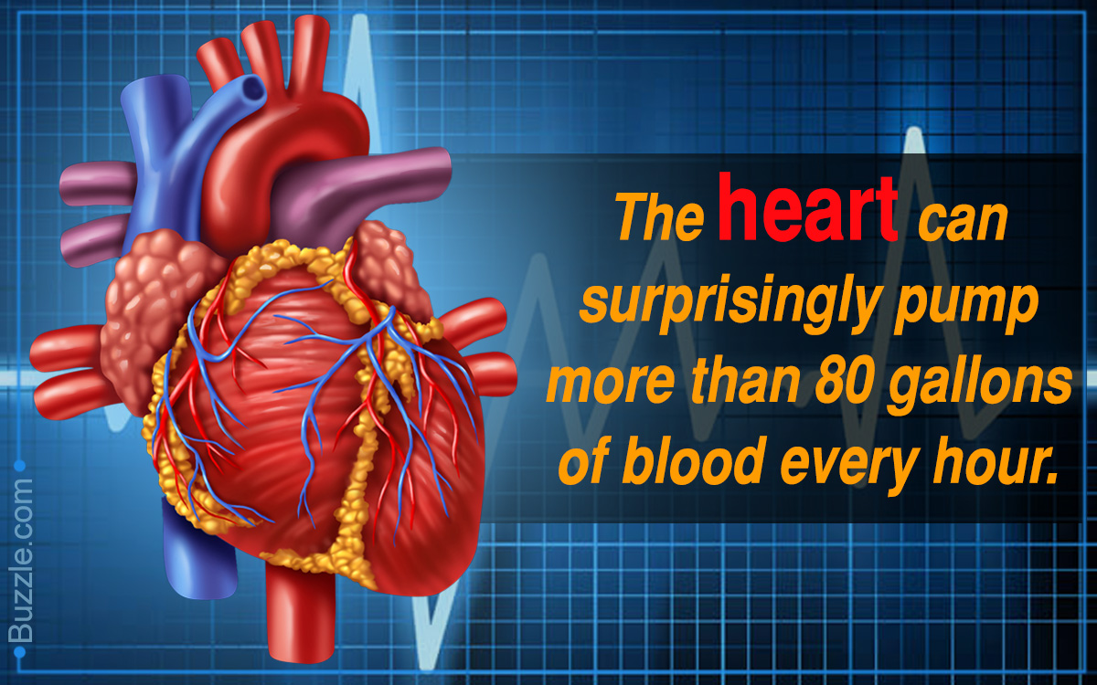 A Diagram of the Heart and Its Functioning Explained in ...