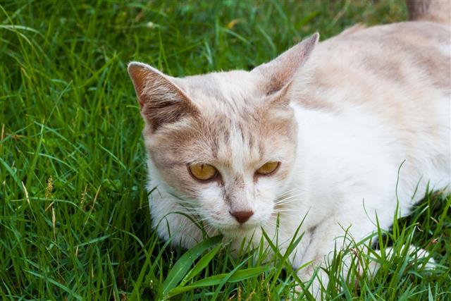 Mackerel Tabby cat lying on the grass