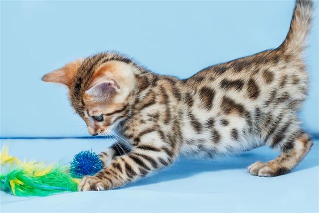 Single playful brown spotted bengal kitten