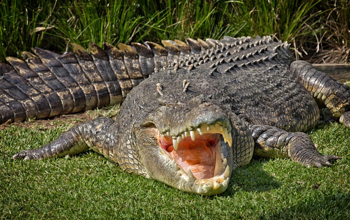 41+ Saltwater Crocodile Biggest Gif