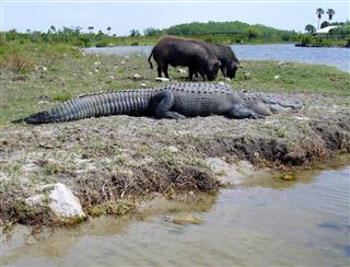 Large slipping alligator