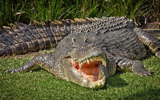Huge Crocodile shows its teeth