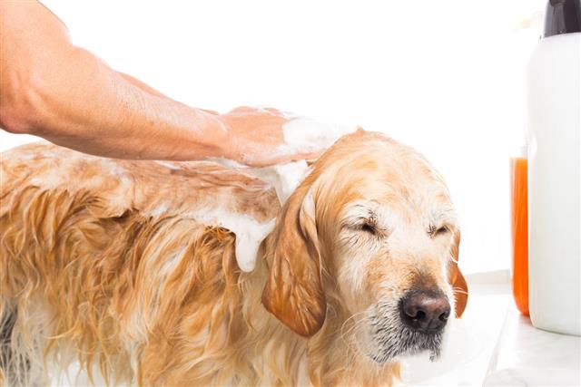 Applying a shampoo on dog