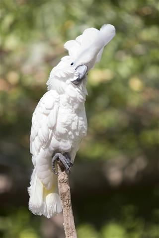 White Cockatoo on tree