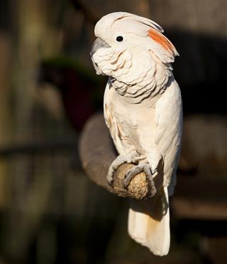 Moluccan Cockatoo parrot on a branch