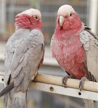 Cockatoos in Doha pet souq