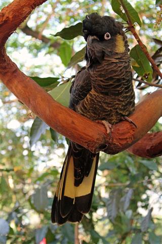 Black cockatoo perched on a branch