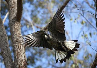 White-tailed Black Cockatoo takes flight
