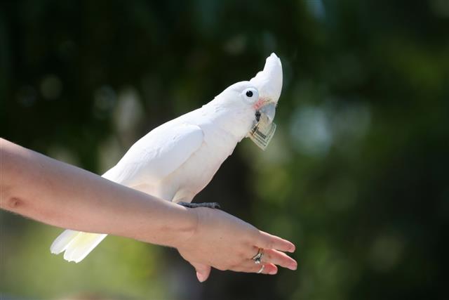 Goffin's Cockatoo with dollar bill