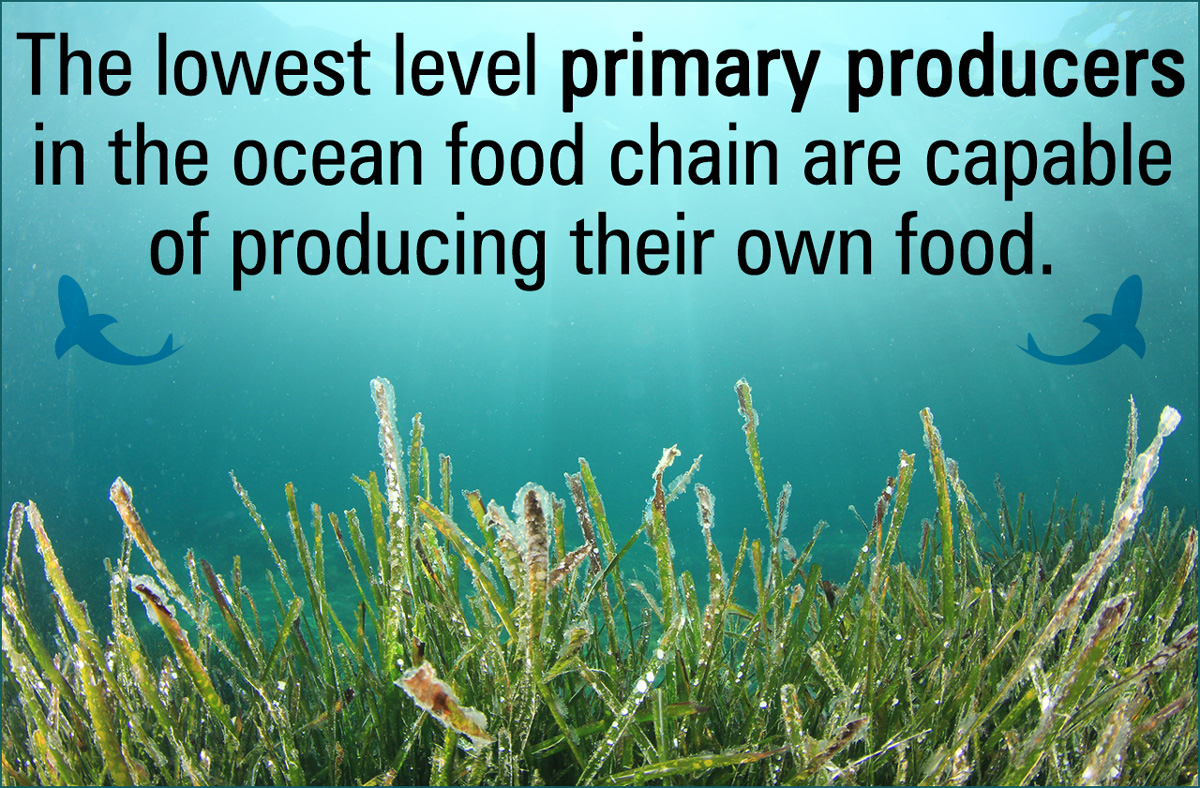 Ocean Food Chain Diagram - Science Struck