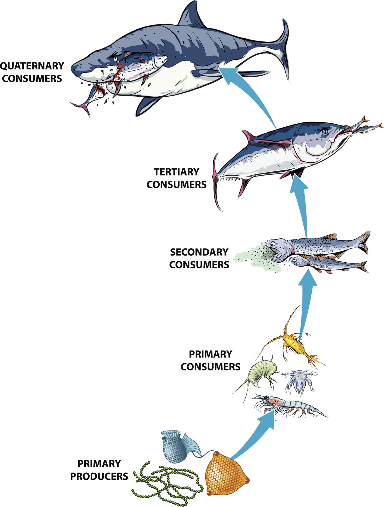 Ocean Food Chain Diagram - Science Struck