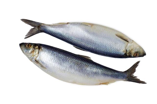 Two whole herring