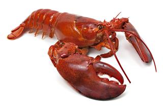 Lobster Animal