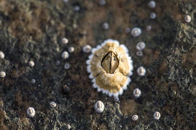 Large barnacle plus smaller ones on a rock