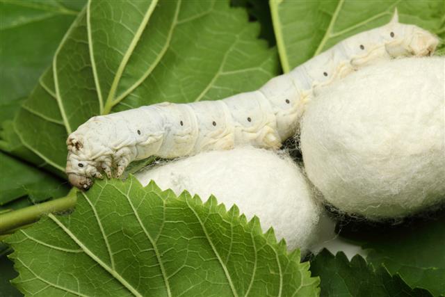 Cocoons with Silk Worm
