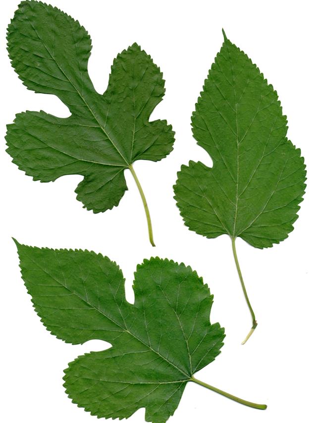 green leaves of mulberry tree