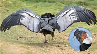 Andean Condor wings expanded