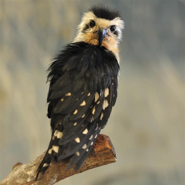 Collared falconet