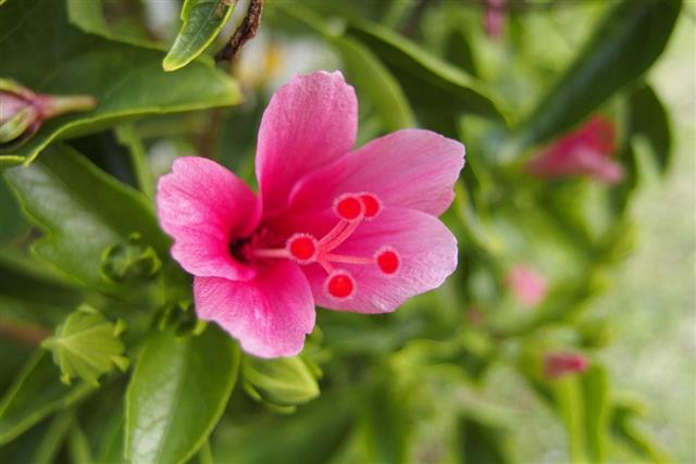 Tropical Plants Hibiscus